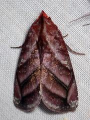 Hemicephalis paulina