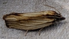 Eucosma radiatana