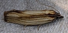 Eucosma radiatana
