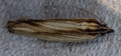 Eucosma radiatana