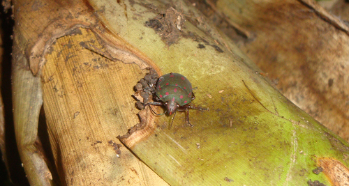 Photo of Torrid Jewel Bug (Pachycoris torridus)