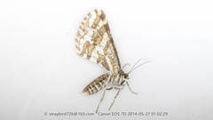 Narraga fasciolaria