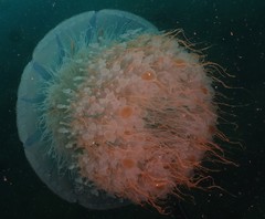 Rhopilema hispidum
