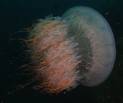 Rhopilema hispidum