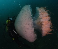 Rhopilema hispidum
