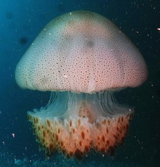Rhopilema hispidum