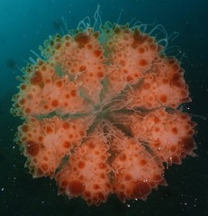 Rhopilema hispidum
