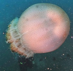 Rhopilema hispidum