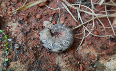 Spodoptera cosmioides