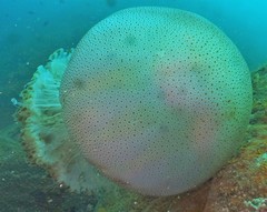 Rhopilema hispidum