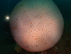 Rhopilema hispidum