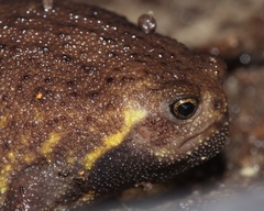 Breviceps verrucosus