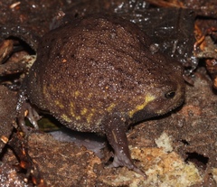 Breviceps verrucosus