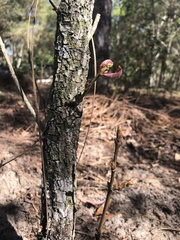 Quercus laevis image