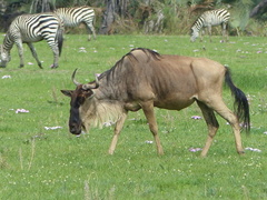 Connochaetes taurinus albojubatus