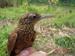 Xiphorhynchus ocellatus chunchotambo