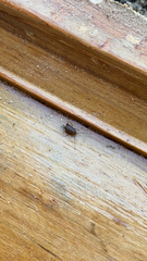 Myrmecophilidae