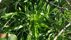 Lilium candidum