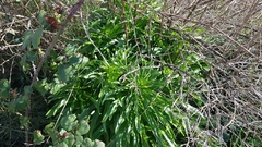 Lilium candidum