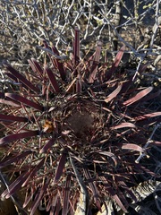 Ferocactus gracilis coloratus