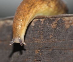 Chlamydephorus gibbonsi