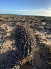 Ferocactus gracilis coloratus