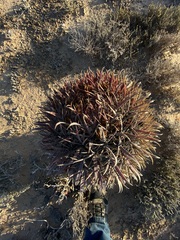 Ferocactus gracilis coloratus