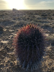 Ferocactus gracilis coloratus