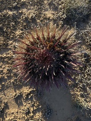 Ferocactus gracilis coloratus