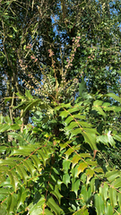 Berberidinae