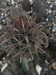 Ferocactus gracilis coloratus