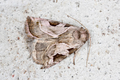 Eucarta virgo