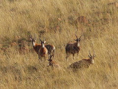 Damaliscus pygargus phillipsi