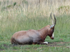 Damaliscus pygargus phillipsi