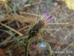 Tricholepis radicans