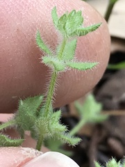 Galium virgatum
