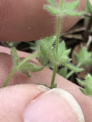 Galium virgatum