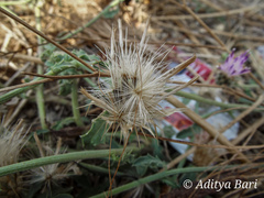 Tricholepis radicans