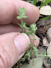 Galium virgatum