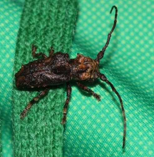 Tambusa marleyi