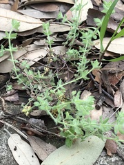 Galium virgatum