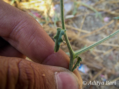 Tricholepis radicans