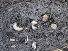 Cetonia aurata aurata