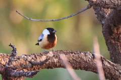 Charitospiza eucosma