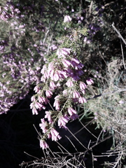 Erica australis