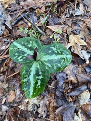 Trillium reliquum