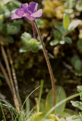 Pinguicula