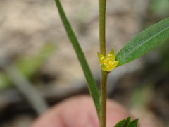 Ludwigia sphaerocarpa