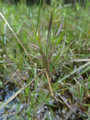 Dichanthelium longiligulatum