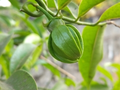 Artabotrys hexapetalus